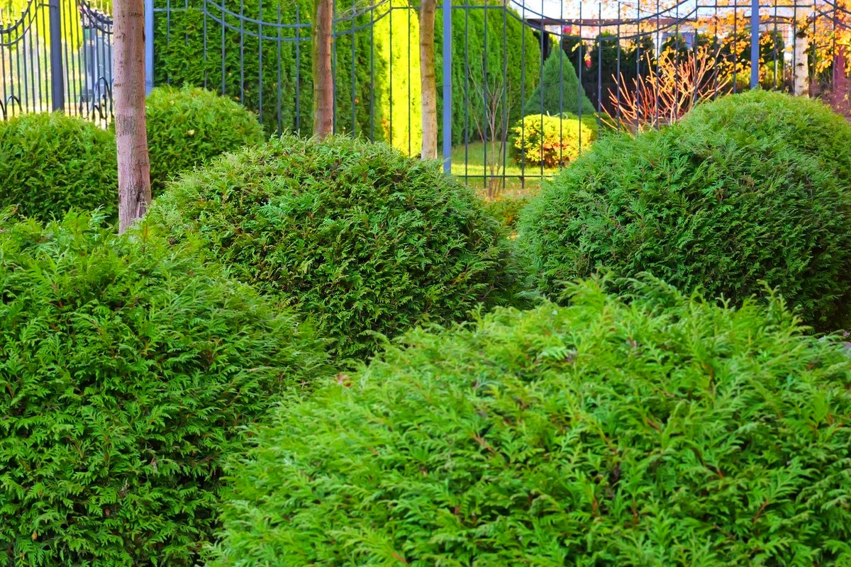 Обработка деревьев от вредителей